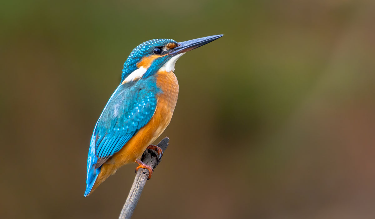 01 Pescăruș albastru – Alcedo atthis