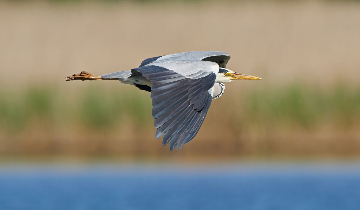 06 Stârc cenușiu (Ardea cinerea)