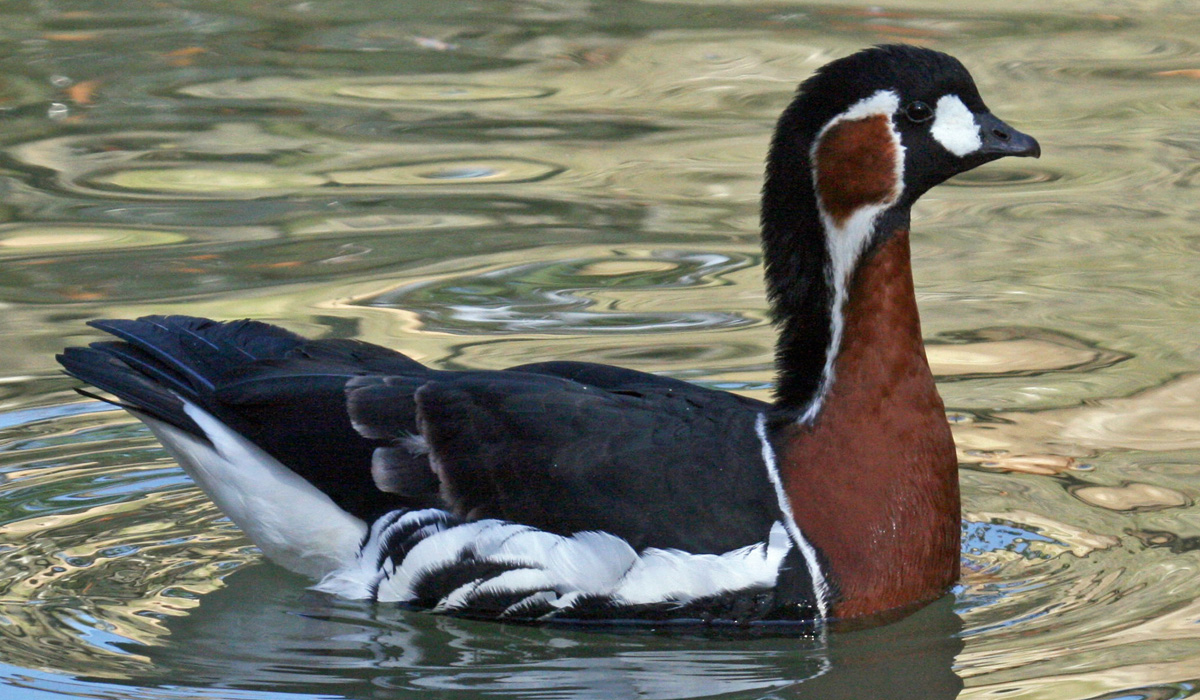09 Gâsca cu gât roșu (Branta ruficollis)