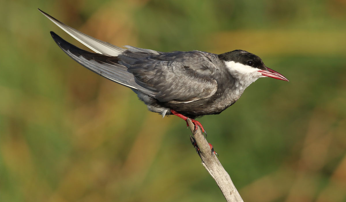10 Chirighiţa cu obraz alb (Chlidonias hybridus)