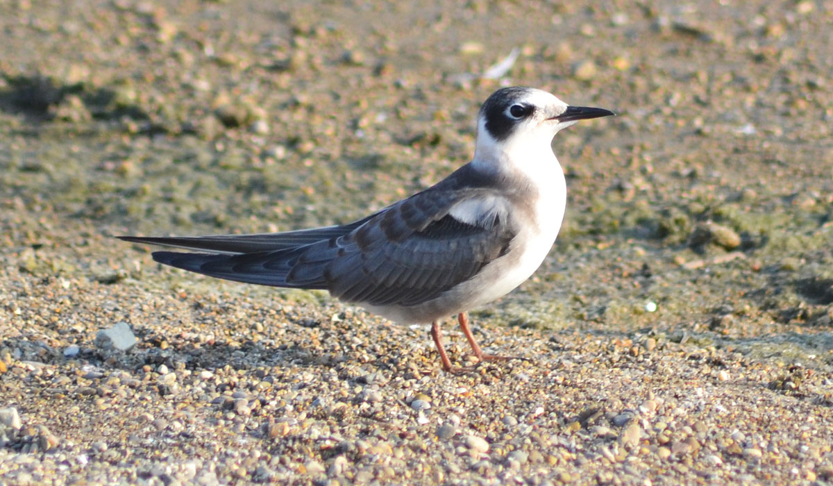 11 Chirighiţă neagră (Chlidonias niger)