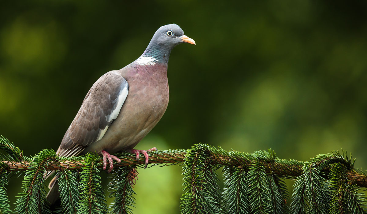 13 Porumbel gulerat (Columba palumbus)