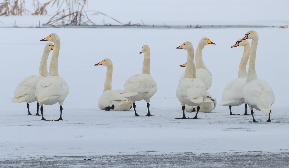 14 Lebădă de iarnă (Cygnus cygnus)