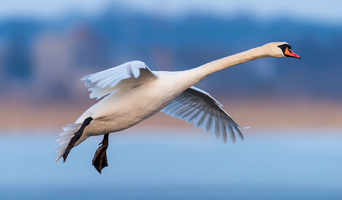 15 Lebădă de vară (Cygnus olor)
