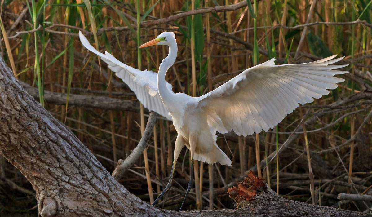 16 Egretă mare (Egretta alba)