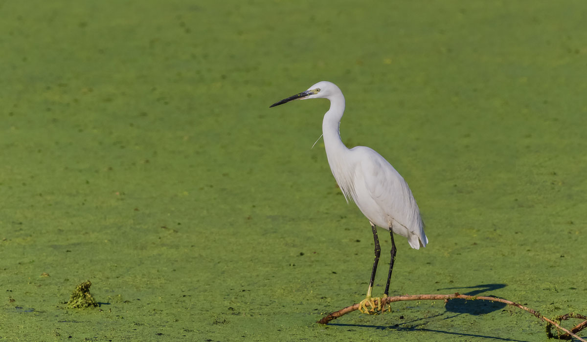 17 Egretă mică (Egretta garzetta)