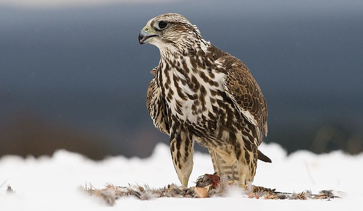 18 Șoim dunărean (Falco cherrug)