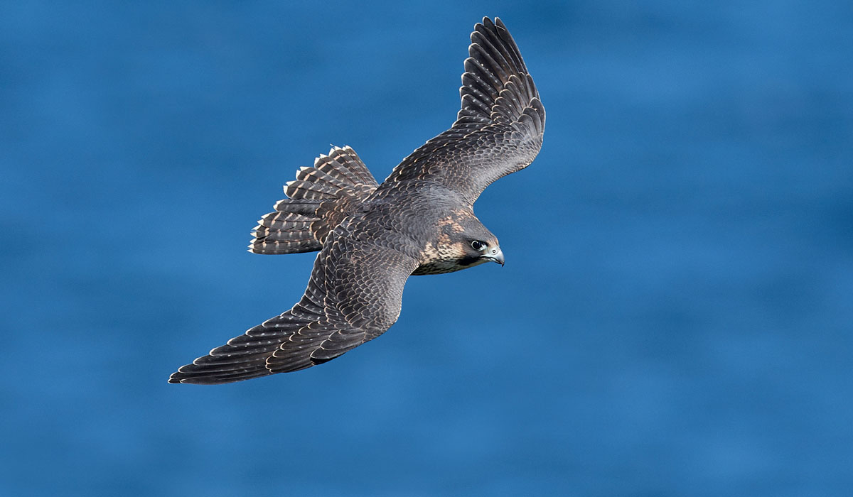 19 Șoim călător (Falco peregrinus)
