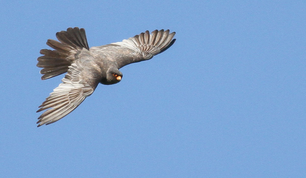 20 Vânturel de seară (Falco vespertinus)