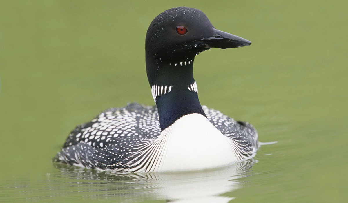 21 Cufundar polar (Gavia arctica)