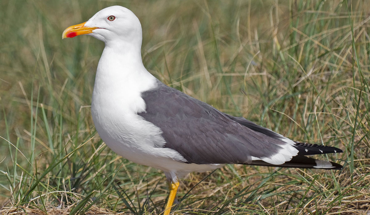 23 Pescăruș negricios (Larus fuscus)