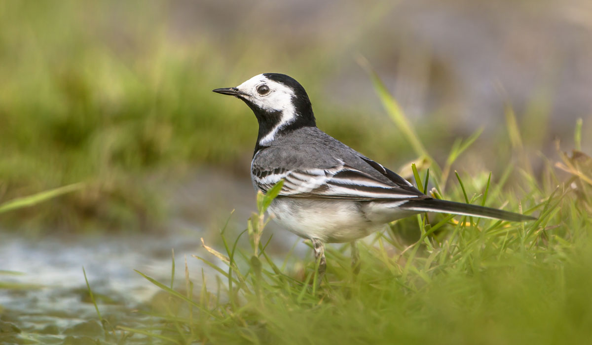 24 Codobatură albă (Motacilla alba)