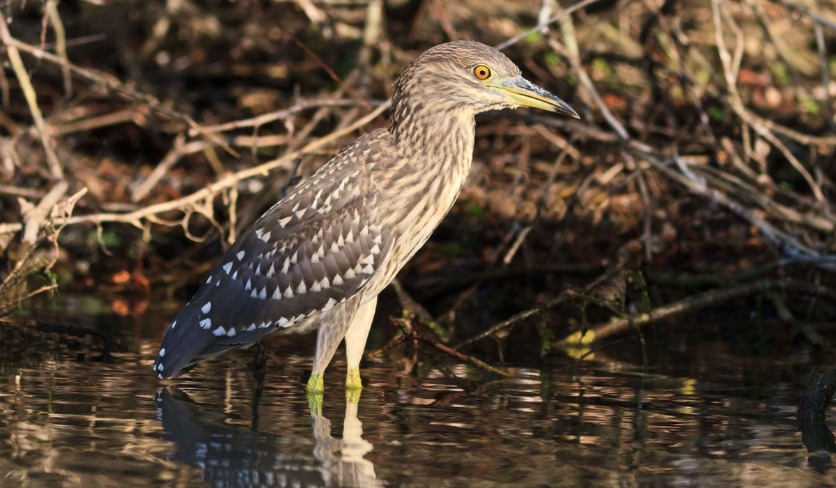 25 Stârc de noapte (Nycticorax nycticorax)