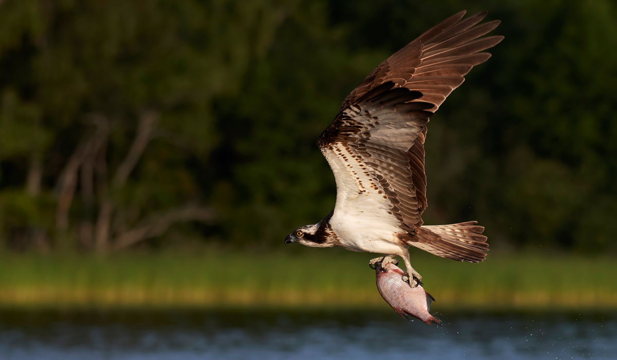 27 Vultur pescar (Pandion haliaetus)