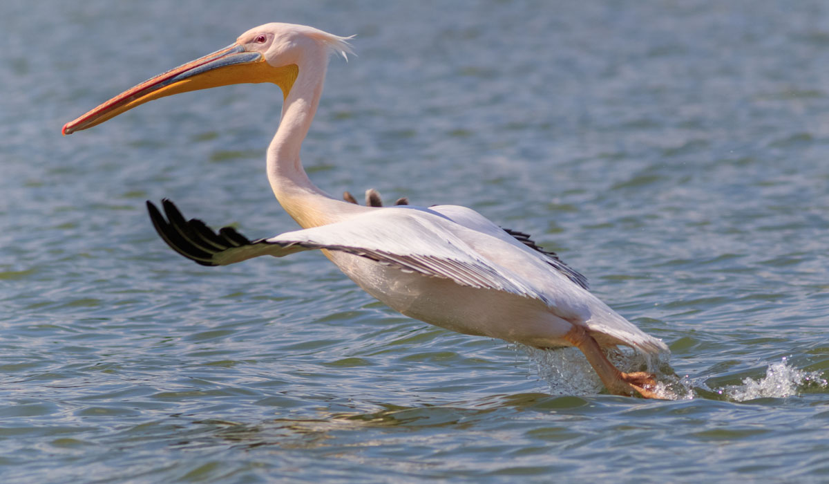 28 Pelican comun (Pelecanus onocrotalus)