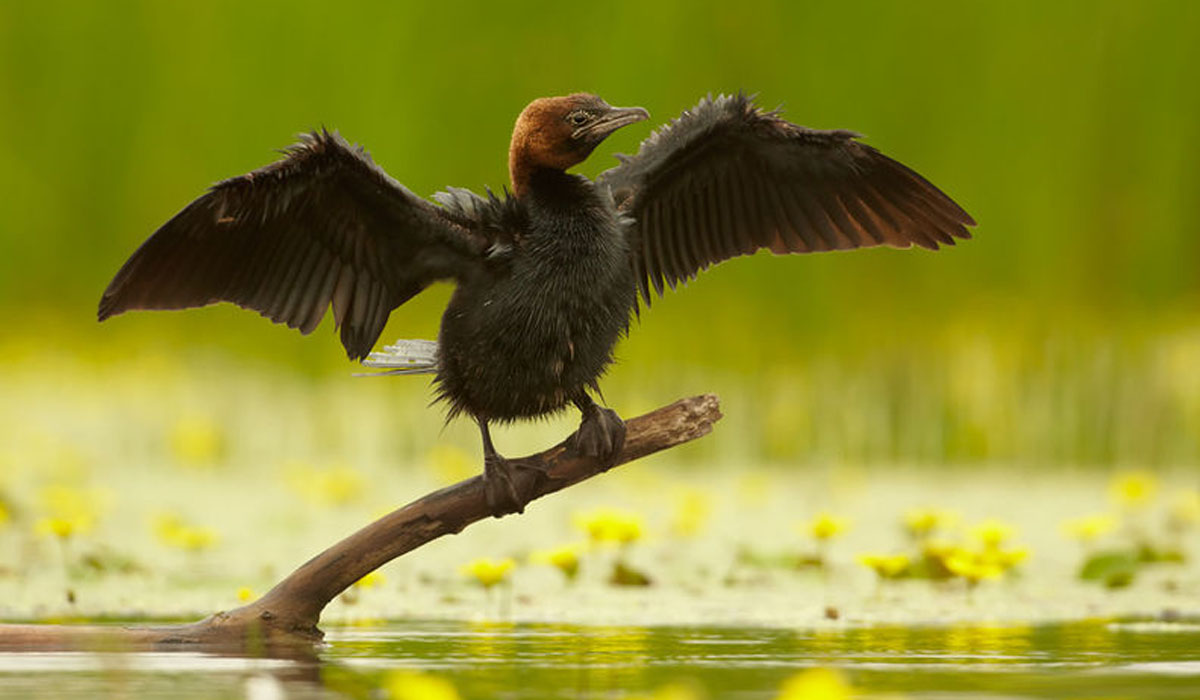 29 Cormoran mic (Phalacrocorax pygmeus)