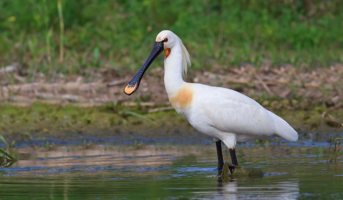 30 Lopătar (Platalea leucorodia)