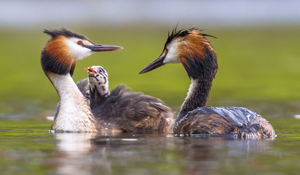31 Corcodel mare (Podiceps cristatus)