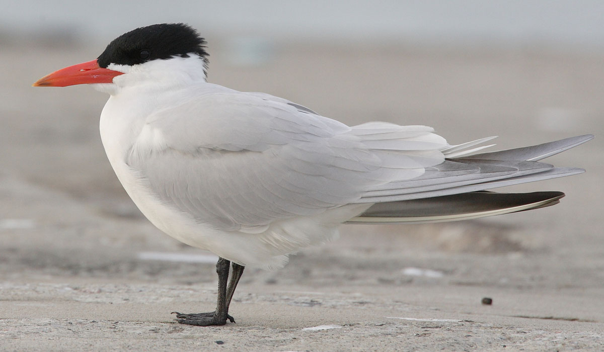 33 Pescăriță mare (Sterna caspia)