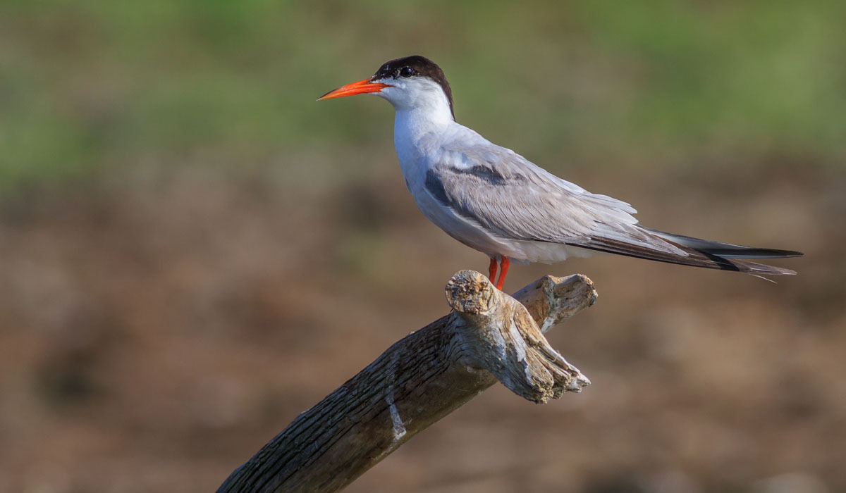 34 Chiră de baltă (Sterna hirundo)