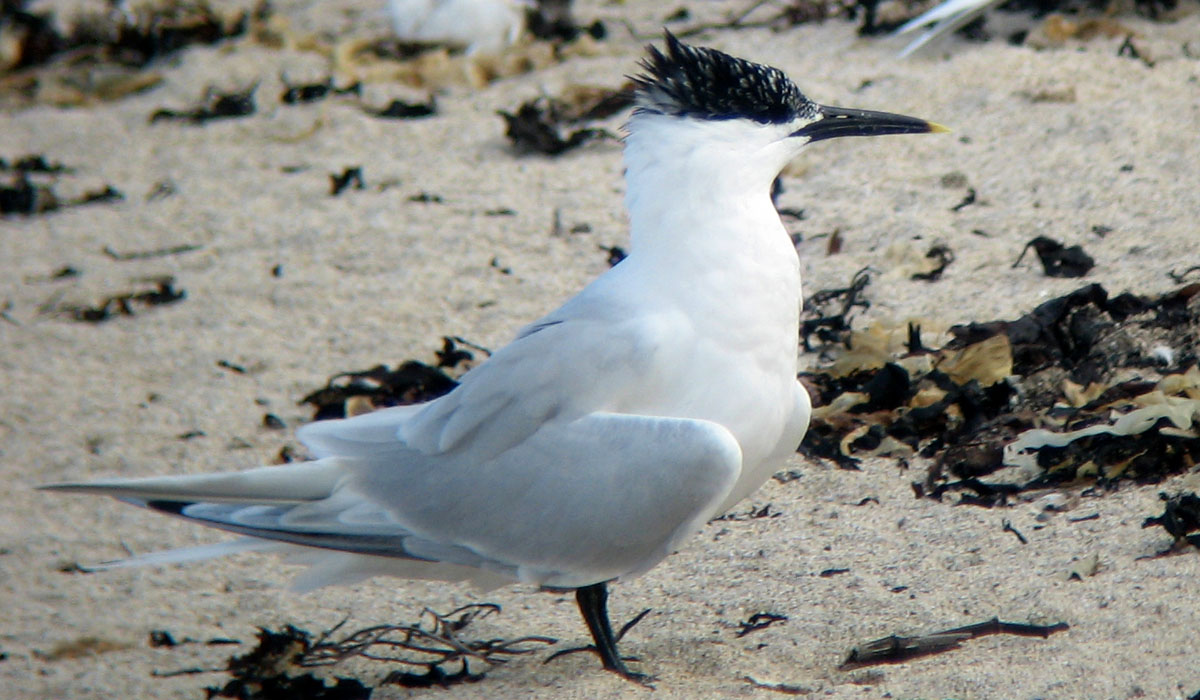 35 Chiră de mare (Sterna sandvicensis)