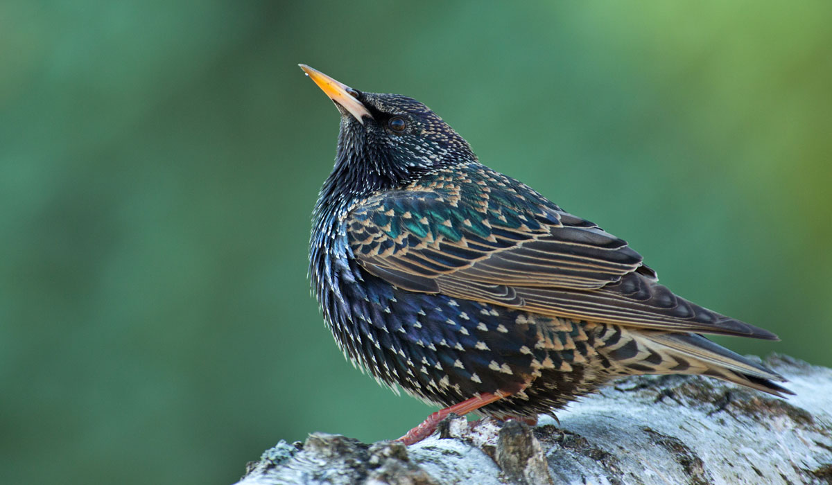 36 Graur (Sturnus vulgaris)