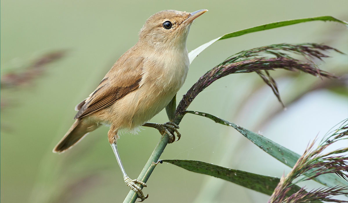 37 Lăcar de lac (Acrocephalus scirpaceus)