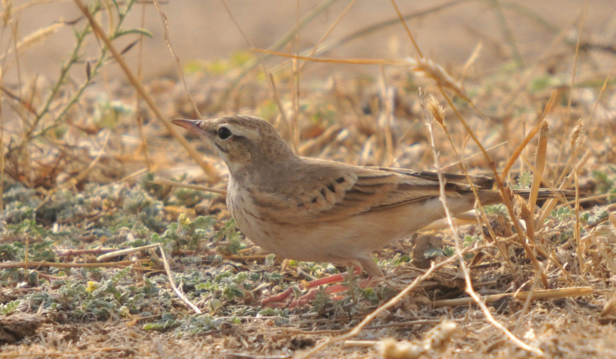 38 Fâsă de câmp (Anthus campestris)