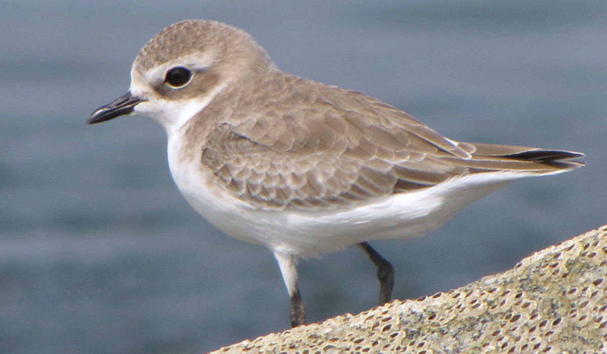 39 Prundăraș de sărătură (Charadrius alexandrinus)