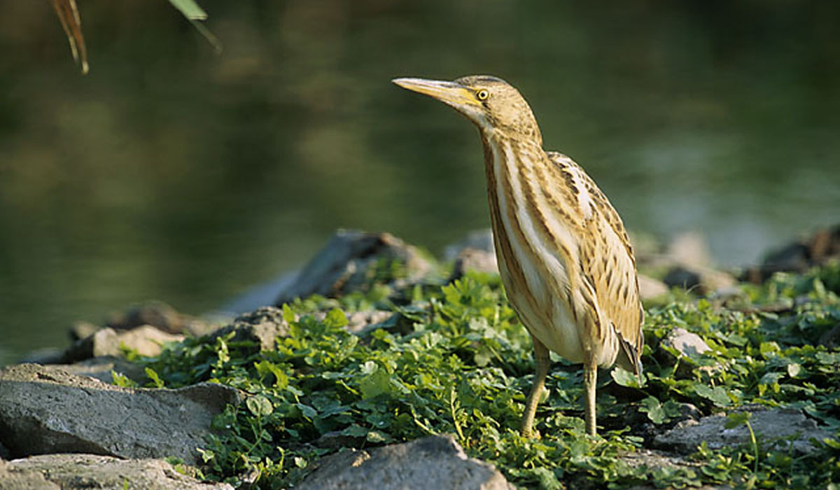 40 Stârc pitic (Ixobrychus minutus)