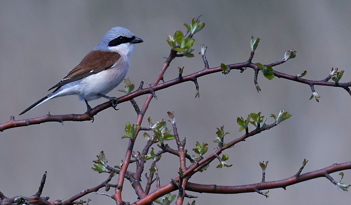 41 Sfrâncioc roșiatic (Lanius collurio)