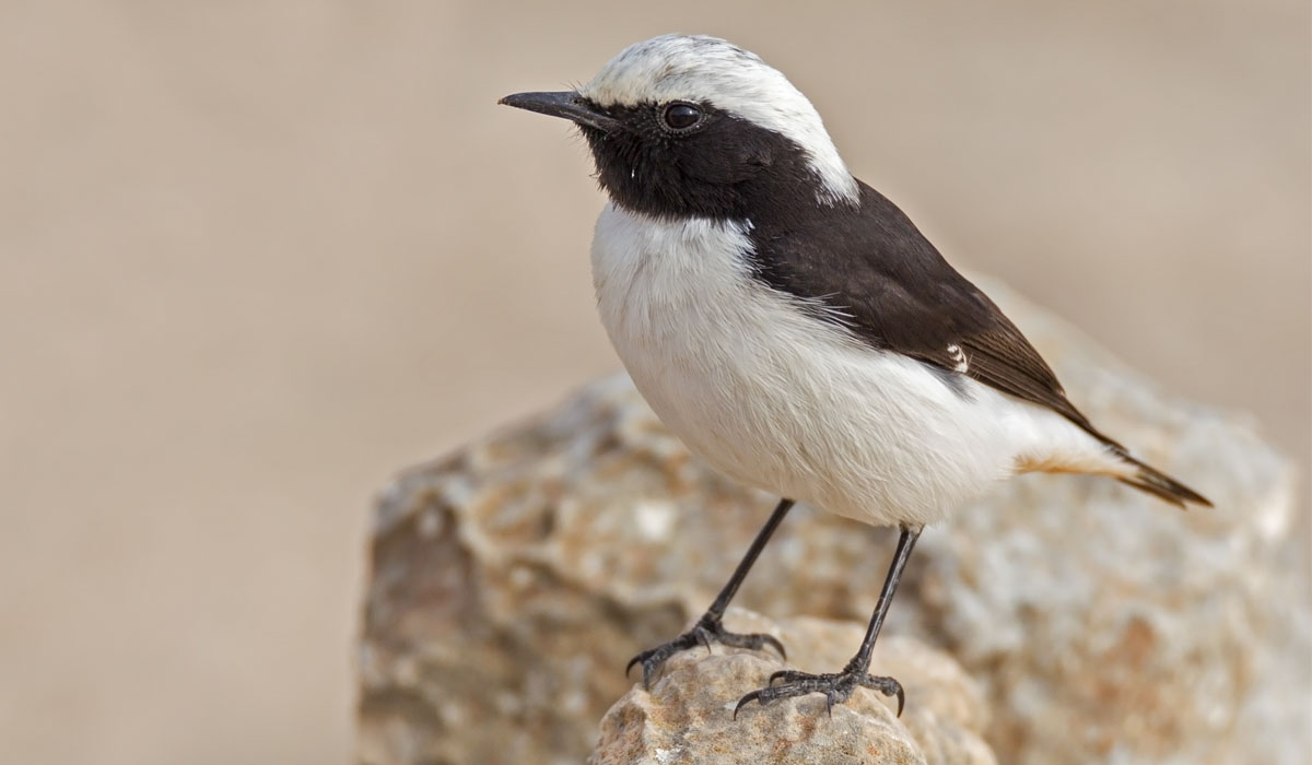 43 Pietrar negru (Oenanthe pleschanka)