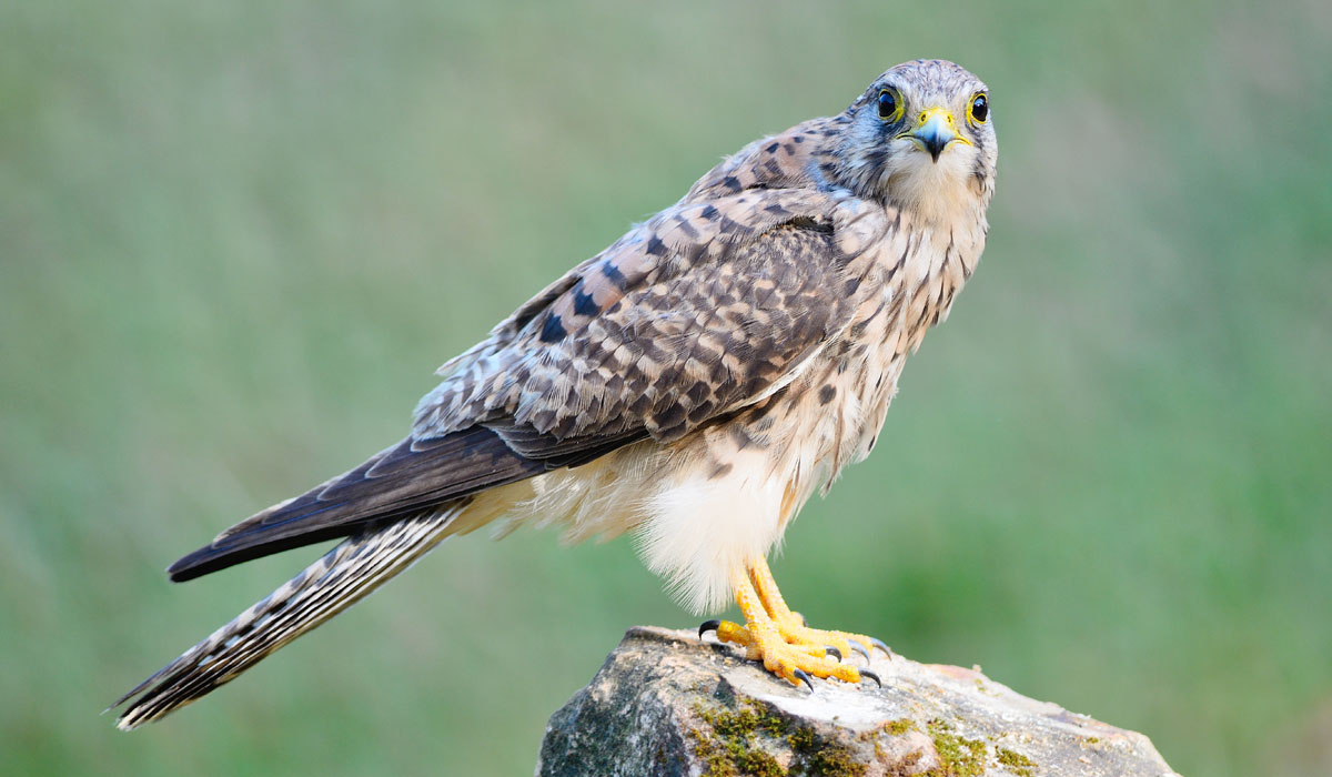 44 Vânturel roșu (Falco tinnunculus)