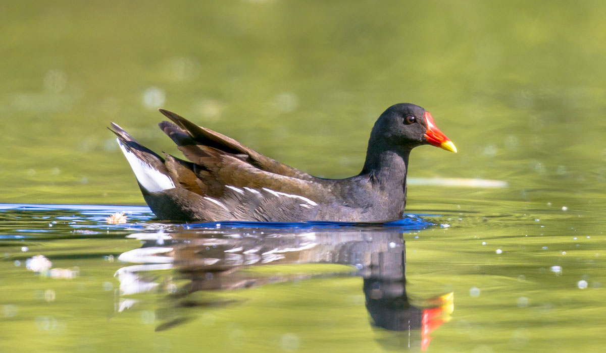 45 Găinușă de baltă (Gallinula chloropus)