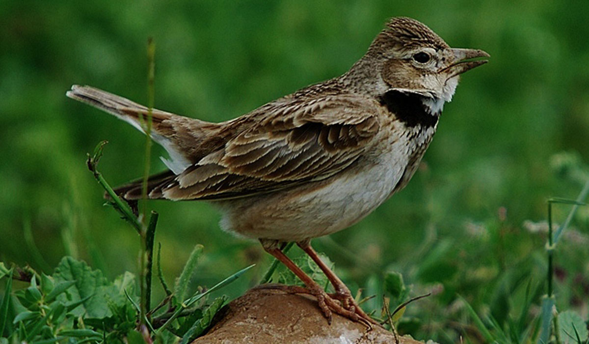 46 Ciocârlie de bărăgan (Melanocorypha calandra)