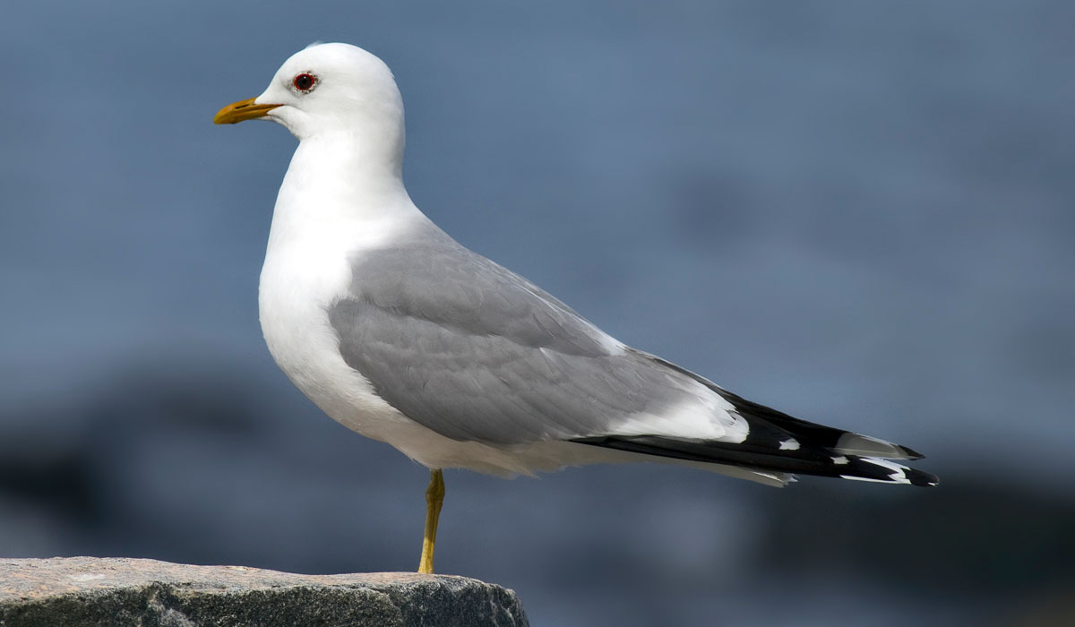 47 Pescăruș sur (Larus canus)