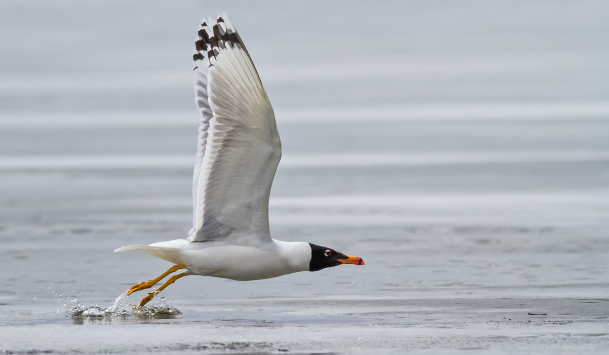 51 Pescăruș râzător (Larus ridibundus)