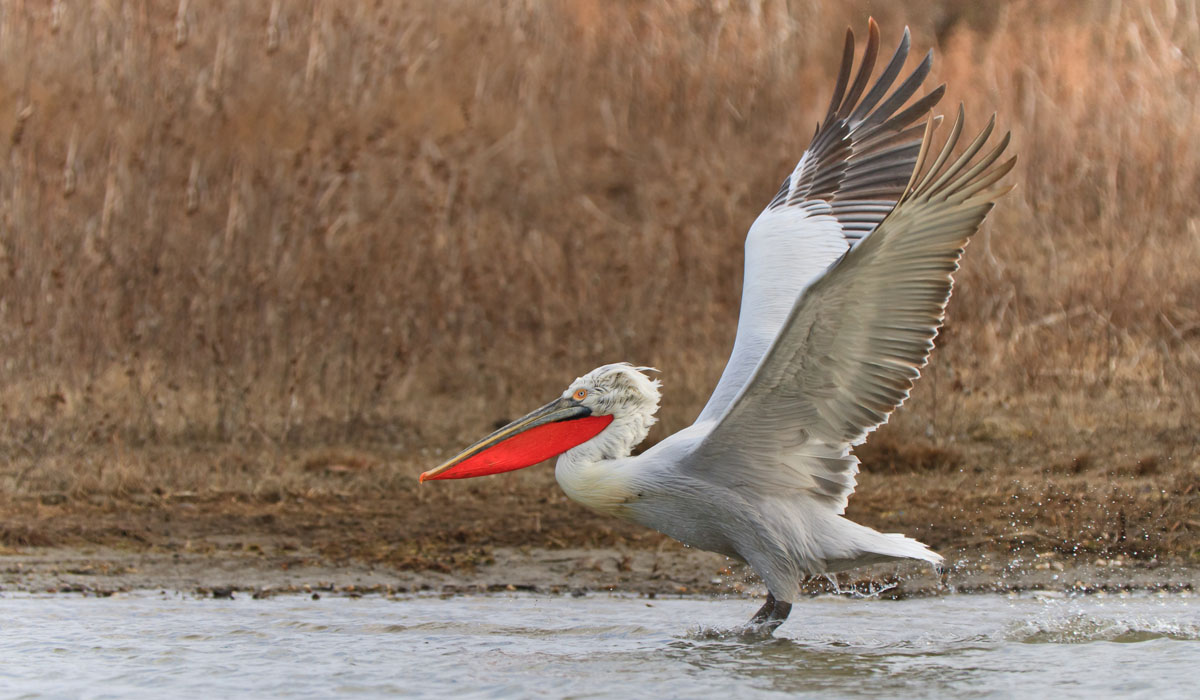 52 Pelican creț (Pelecanus crispus)