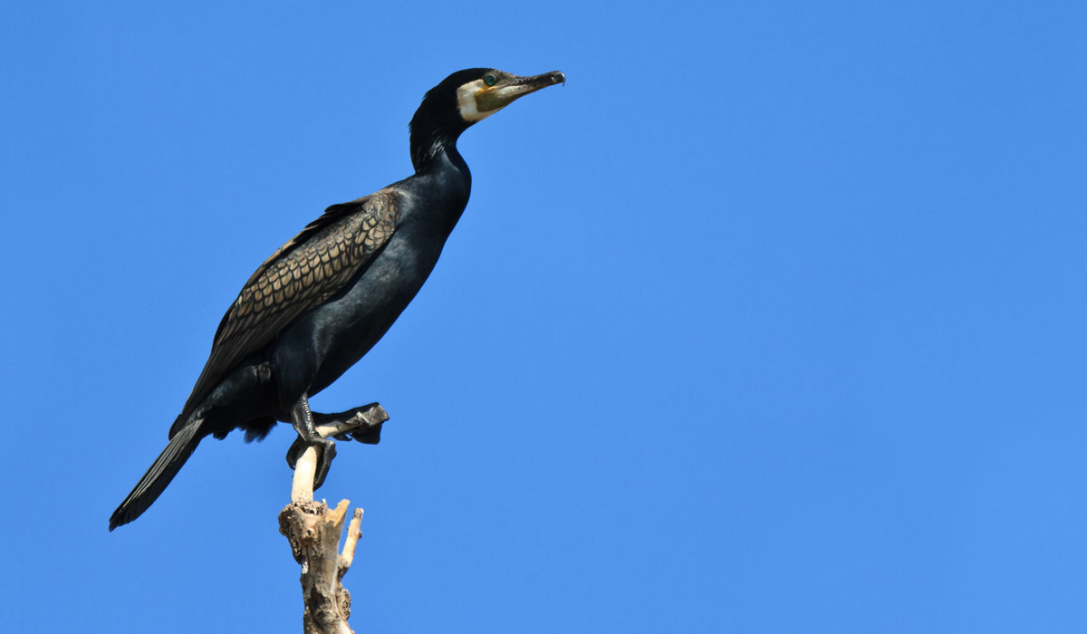 53 Cormoran mare (Phalacrocorax carbo)