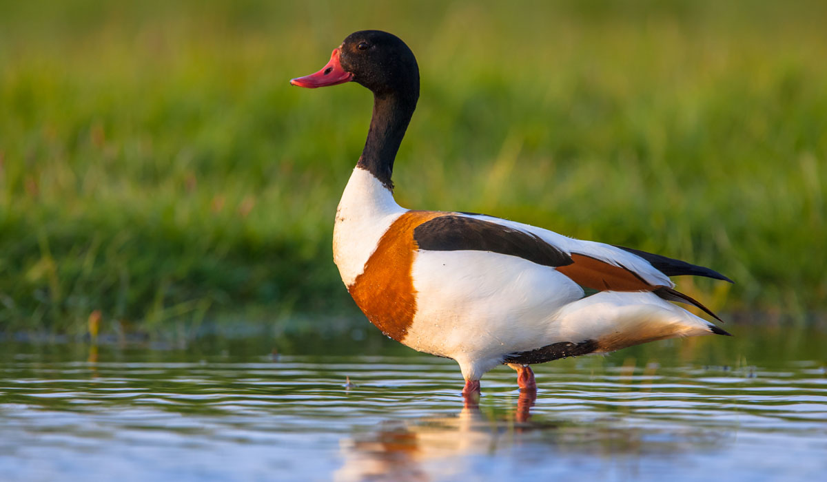 55 Călifar alb (Tadorna tadorna)