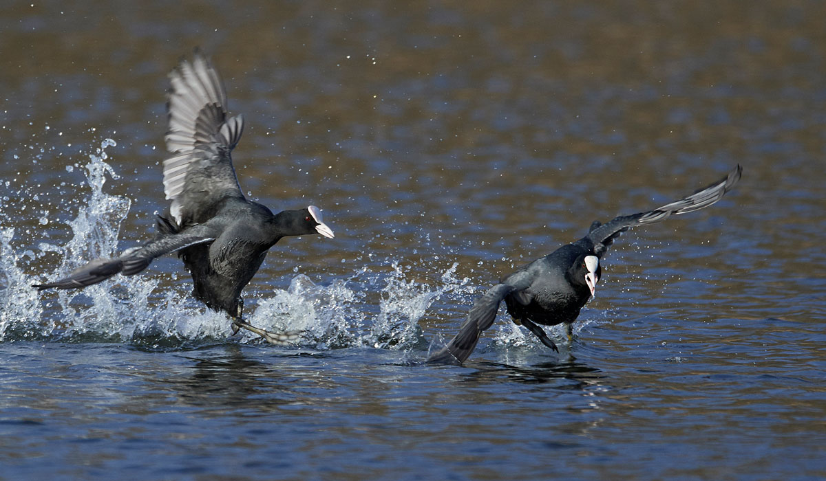 56 Lișița (Fulica atra)