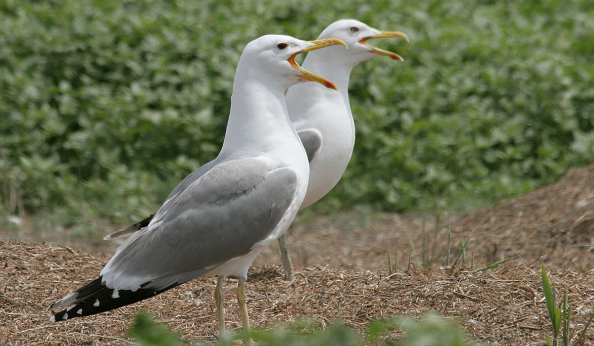 57 Pescăruşul argintiu (Larus cachinnans)